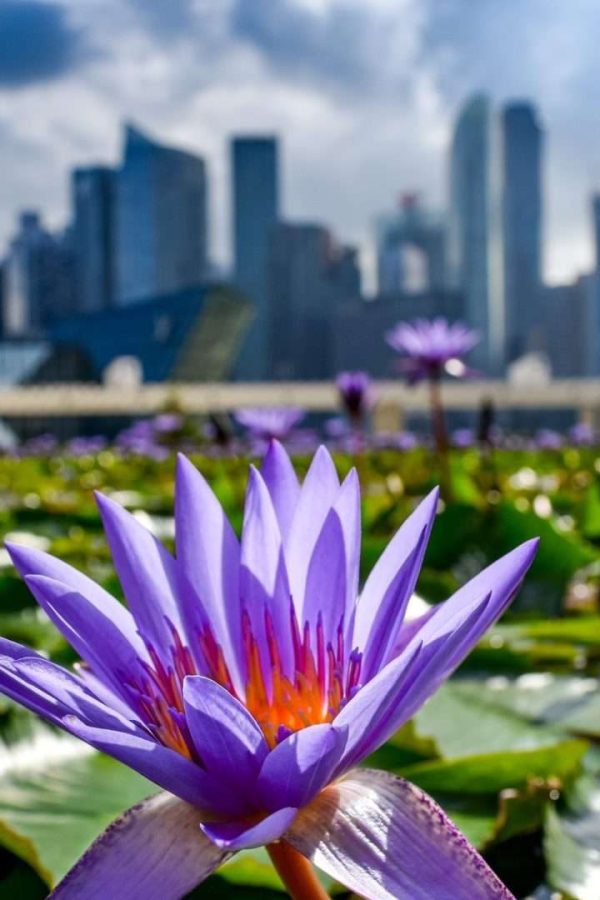 Singapore Conference 2026 - One World, Same Issues in Family Law 7 Close-up Shot of Beautiful Purple Flower in Pond of Lily Pads, with a view of Downtown Singapore in Background - Singapore